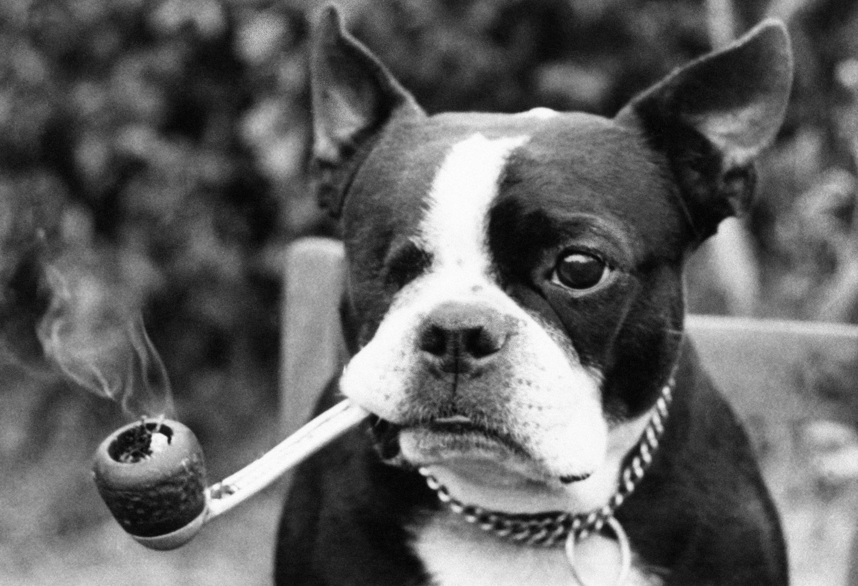1974: Dog Smokes